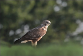 <p>KÁNĚ LESNÍ (Buteo buteo) /Common buzzard - Mäusebussard/</p>